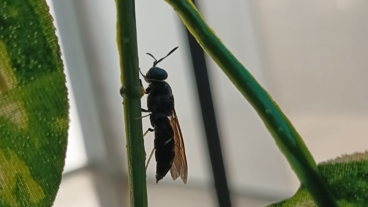 Mosca Negra Soldado